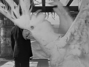 cockatoo