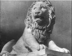 lion3