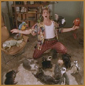 aceventura-animals