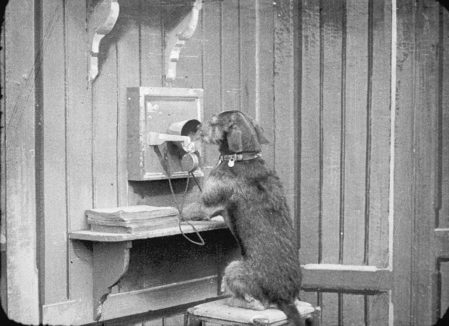 medor-au-telephone