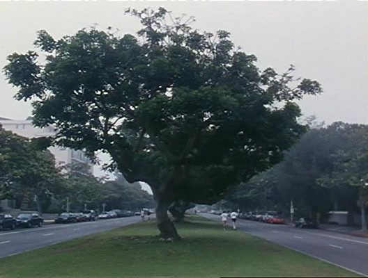 los-6-tree