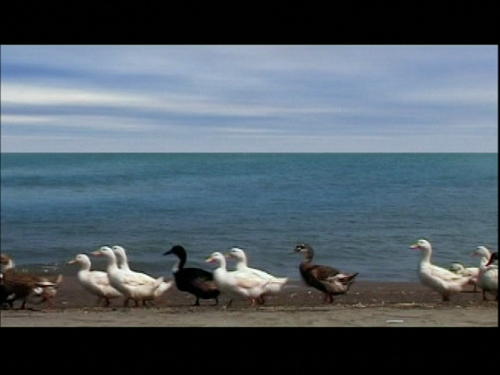 five-ducks