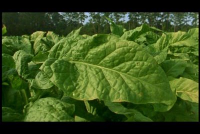 bright-leaves-leaves