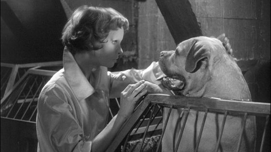 eyes-without-a-face-dog