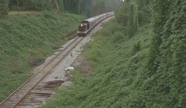 mystery-train-kudzu