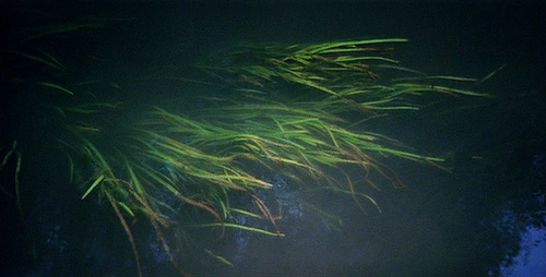 solaris-weeds-under-water