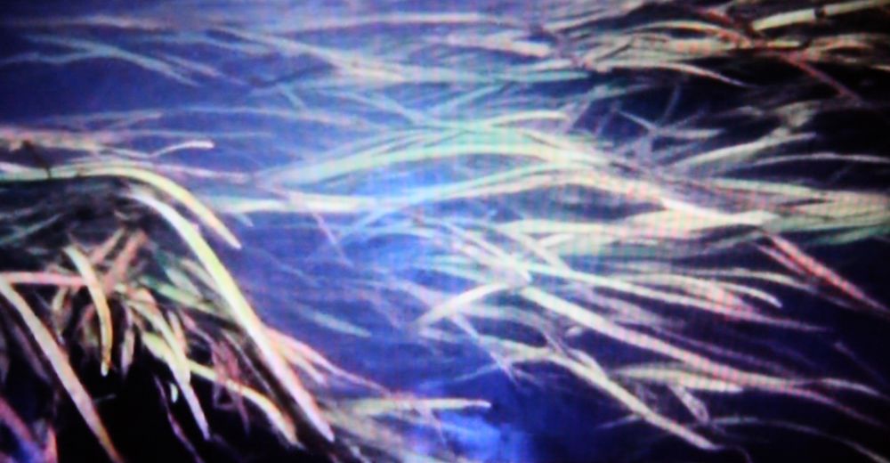 solaris-weeds1
