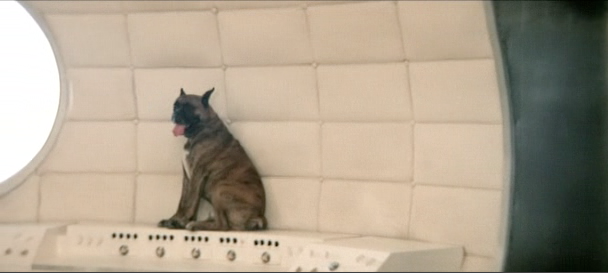 solaris-doggie