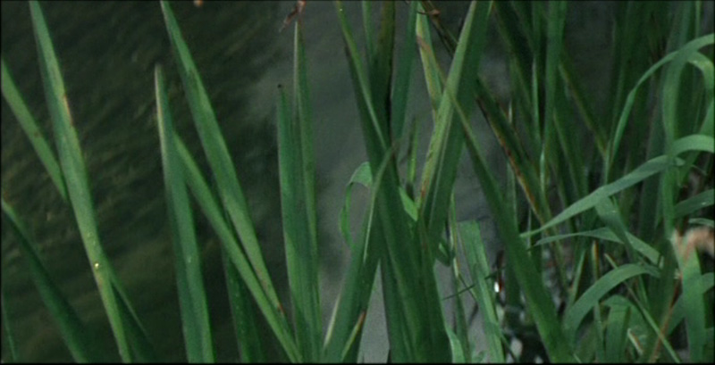 solaris-grass2