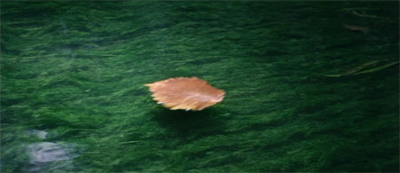 solaris-leaf