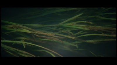 solaris-underwaterweeds