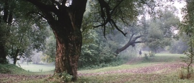 solaris_dacha_tree