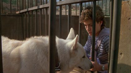 white-dog-kristy