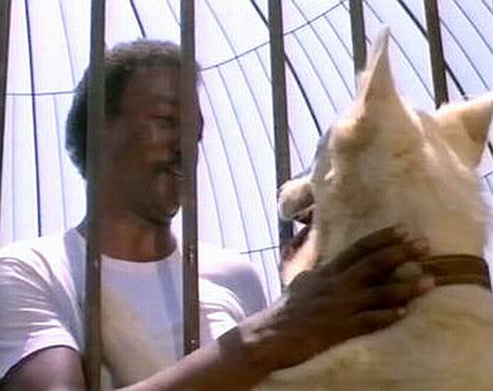 whitedog1
