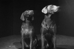 dogduet