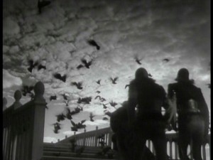 othello-birds