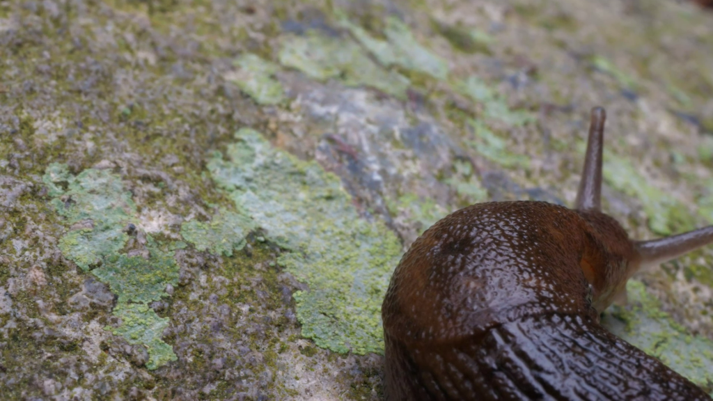 This image has an empty alt attribute; its file name is snail-1024x576.png